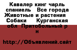 Кавалер кинг чарль спаниель - Все города Животные и растения » Собаки   . Курганская обл.,Притобольный р-н